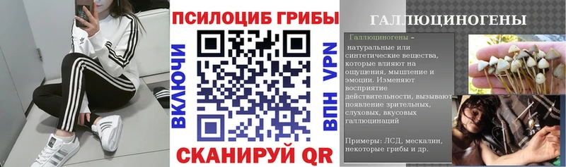 Галлюциногенные грибы Psilocybe Бердск